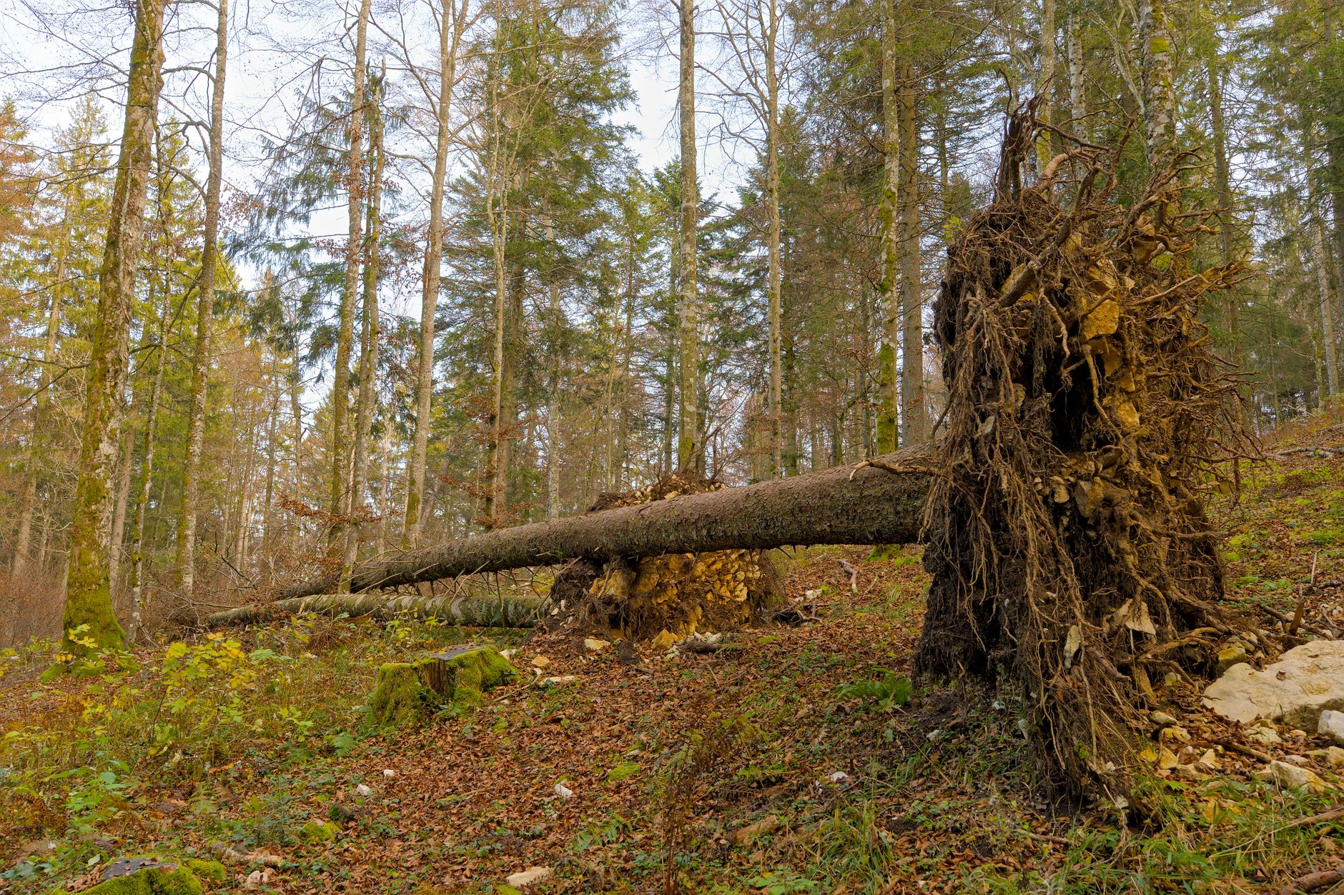 Enlèvement arbre urgence équipe à Forbach